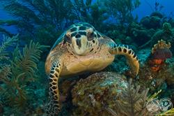 Turks & Caicos - Luxury Aggressor Liveaboard. Turtle.